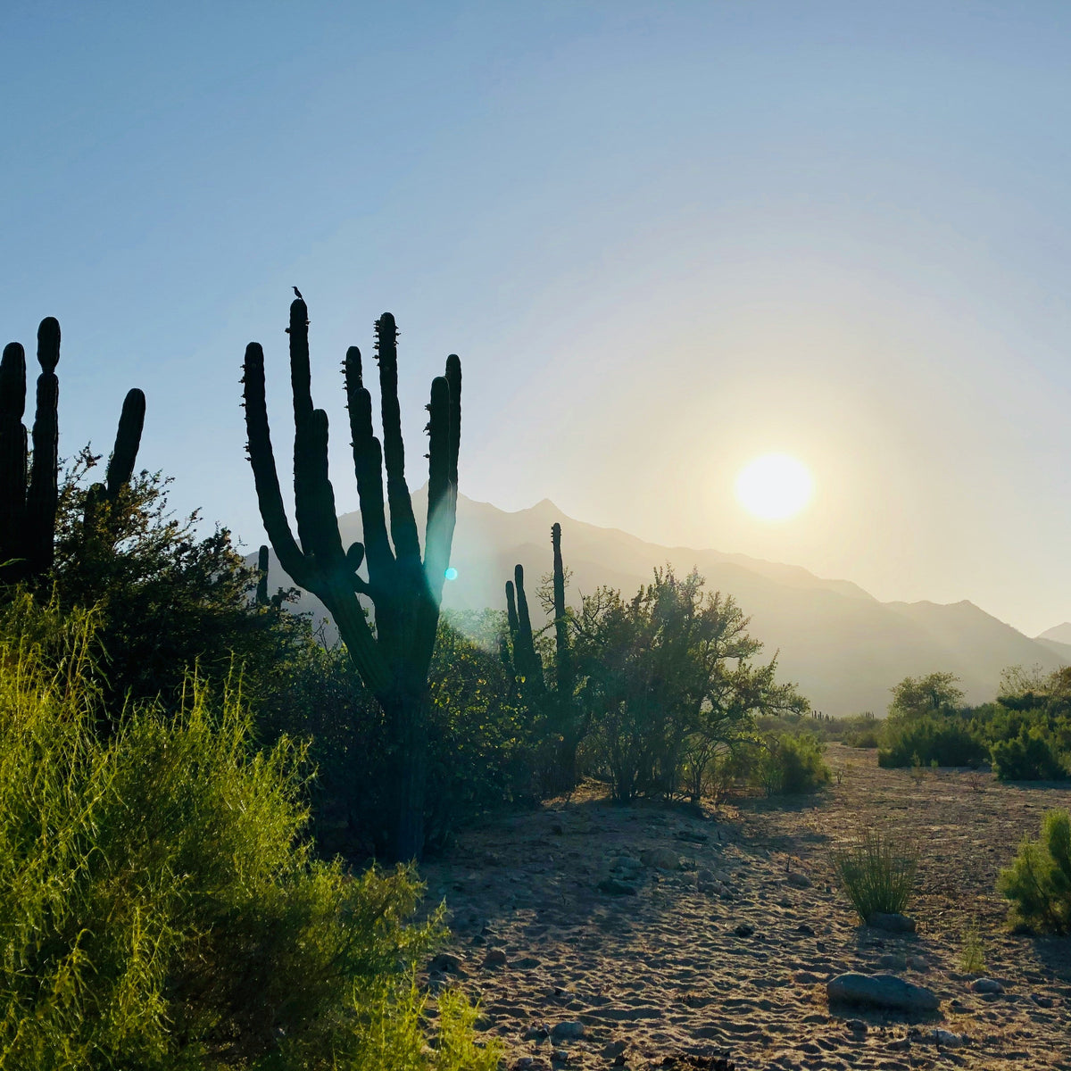 CABO CALLING: FAMILIES